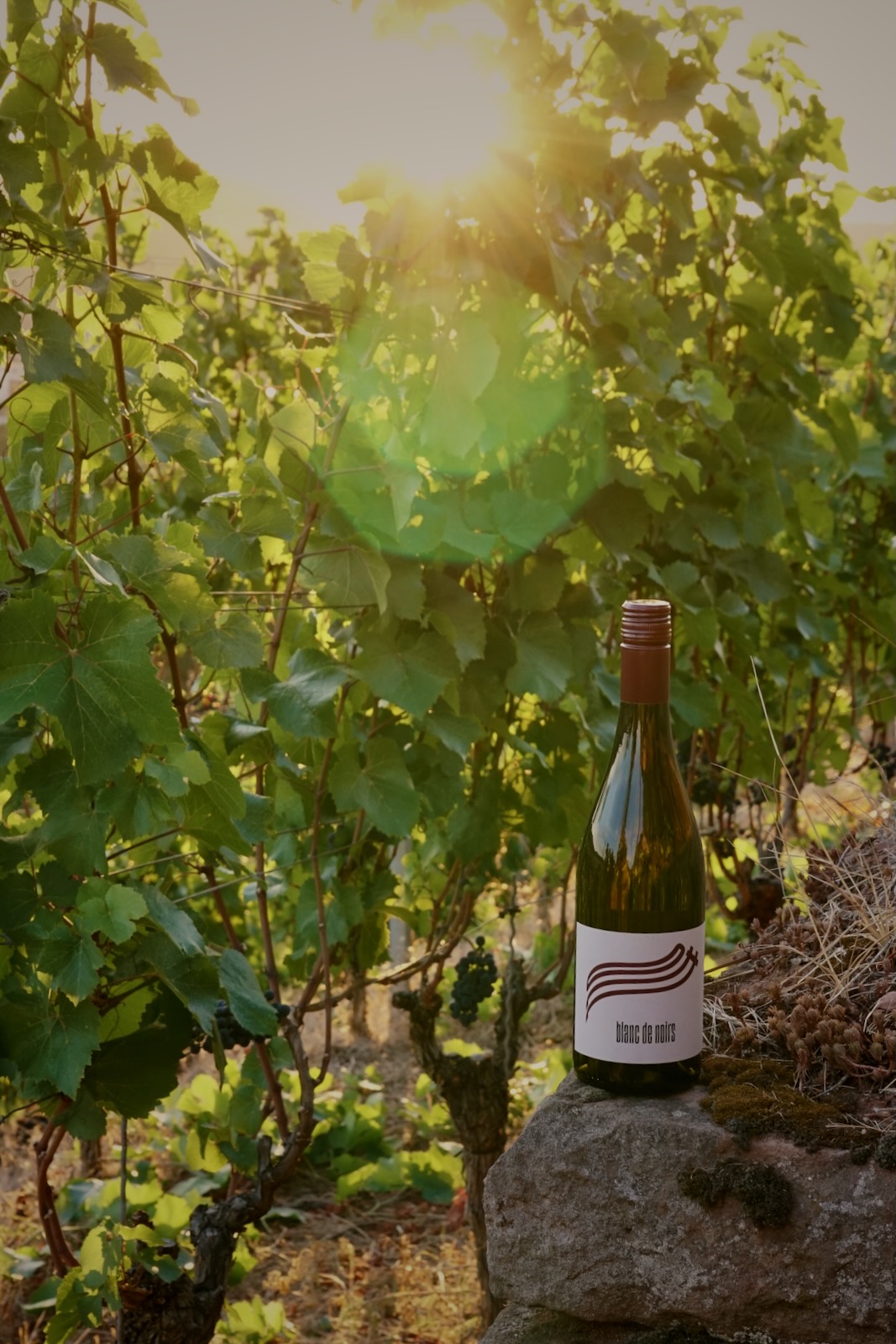 Blanc de Noirs aus Spätburgunder